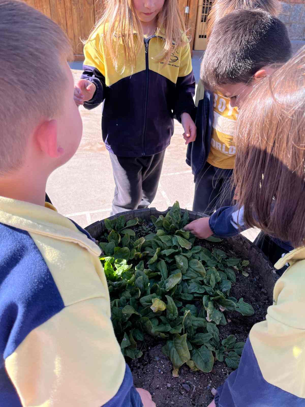 espinacs hort (8) (Copy)