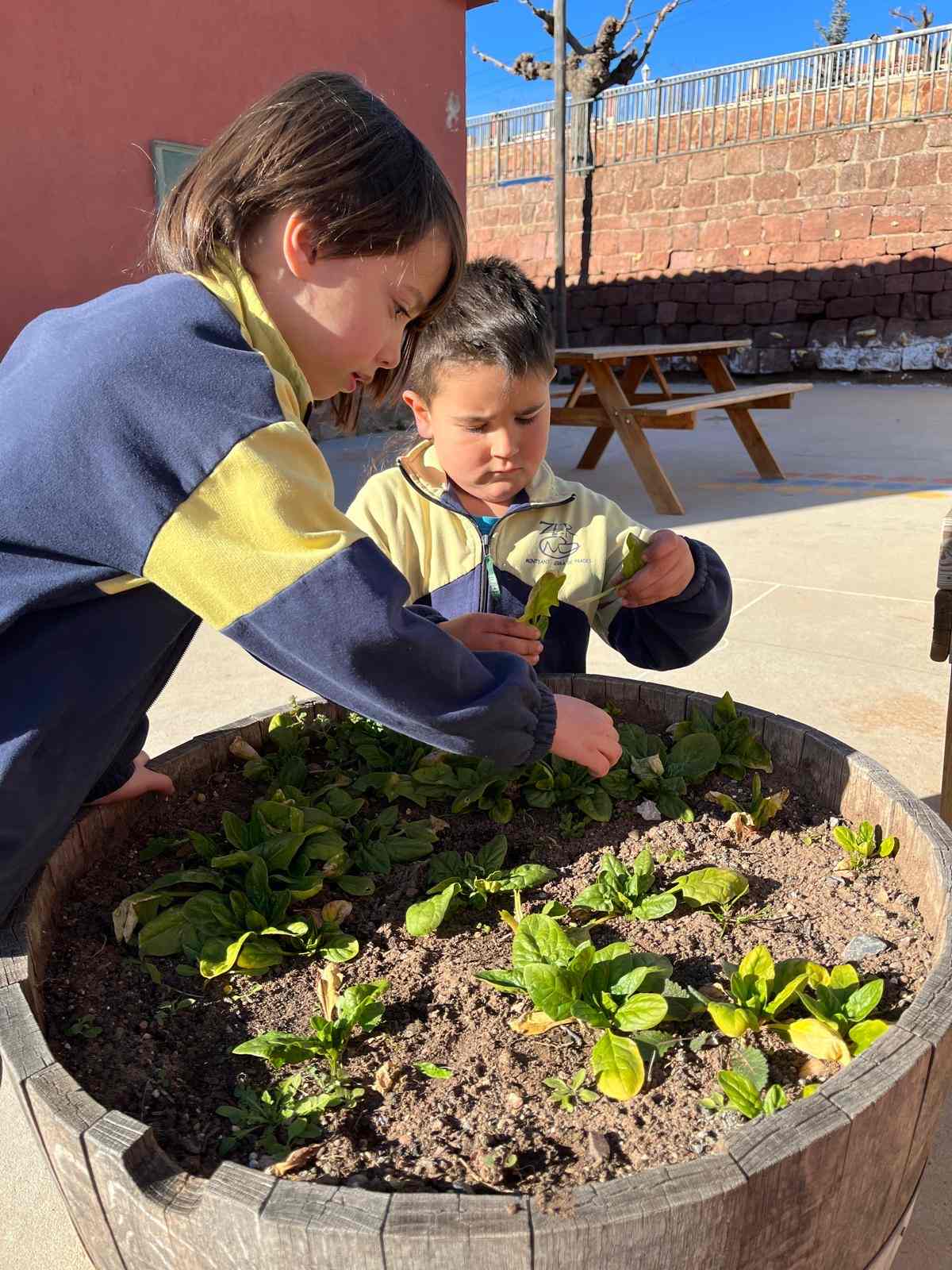 espinacs hort (9) (Copy)