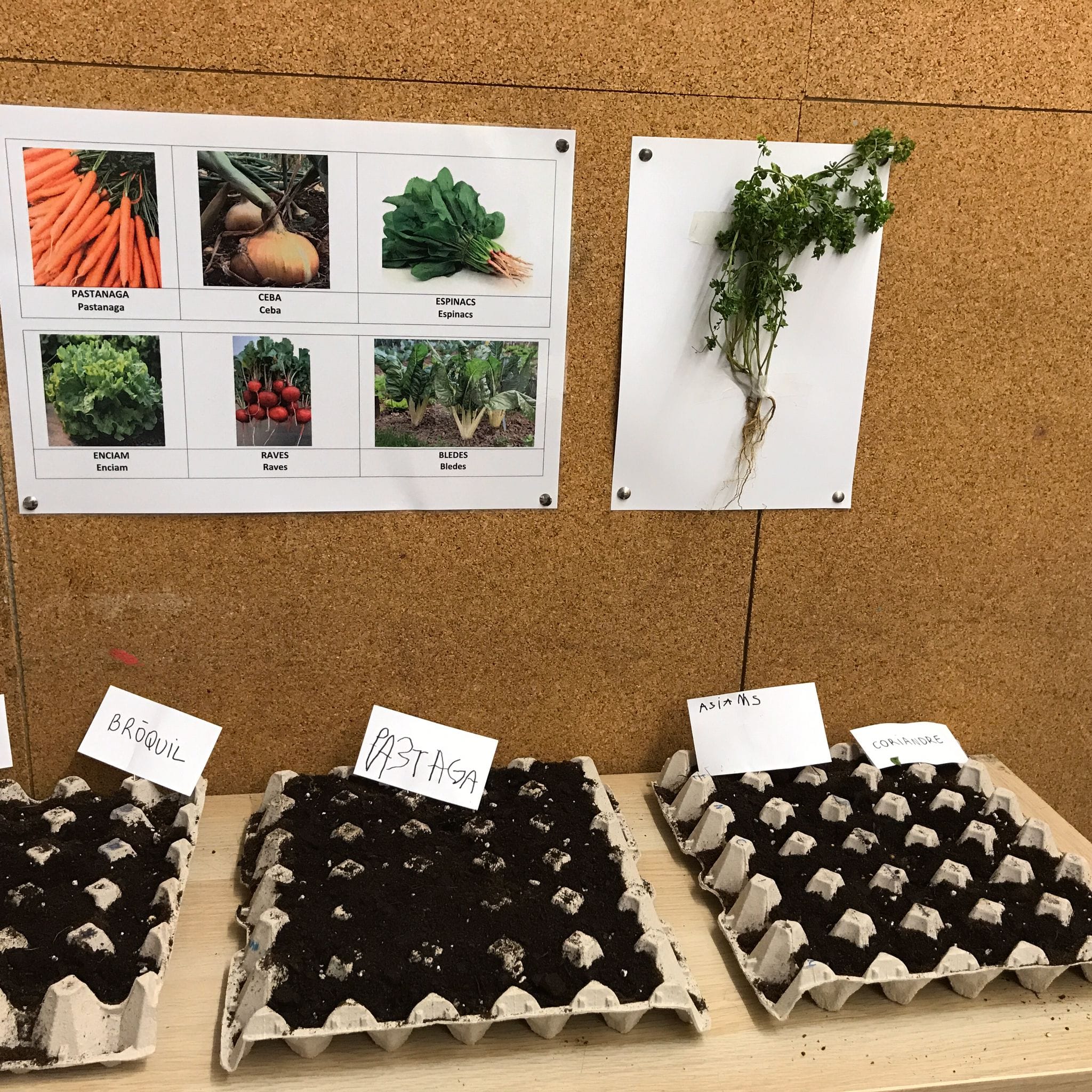 Escoles + Sostenibles