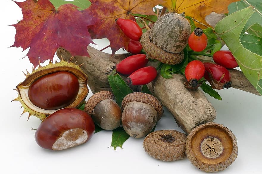 autumn-chestnut-acorns-rose-hip-fruits-forest-fruits
