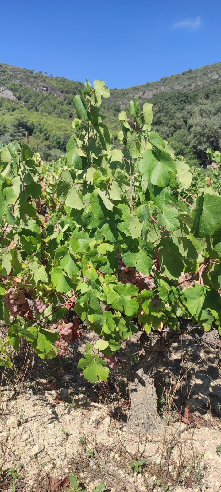 Foto de Carol MV (4)