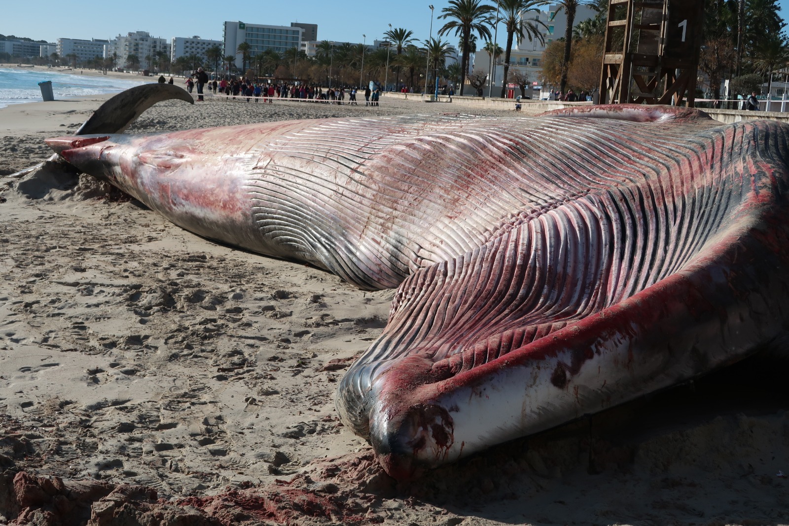 Mor una balena a Mallorca