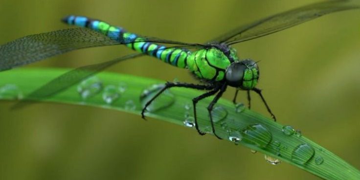 P5: Les libèl·lules