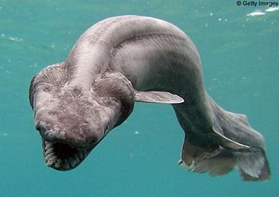 tiburon-prehistorico