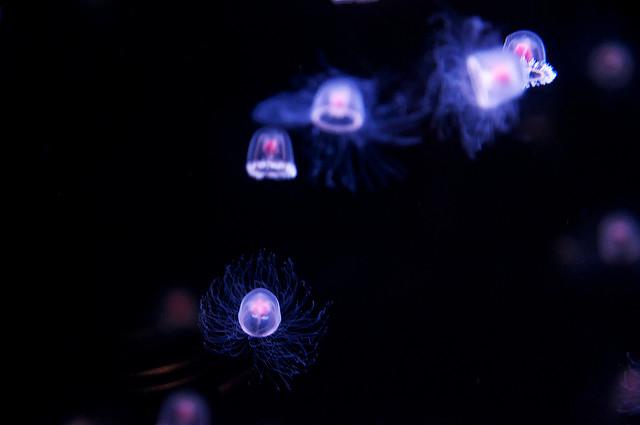 medusa fluorescent