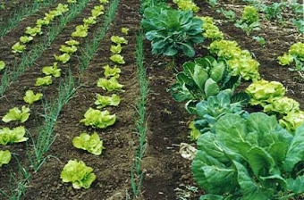 Hort escolar