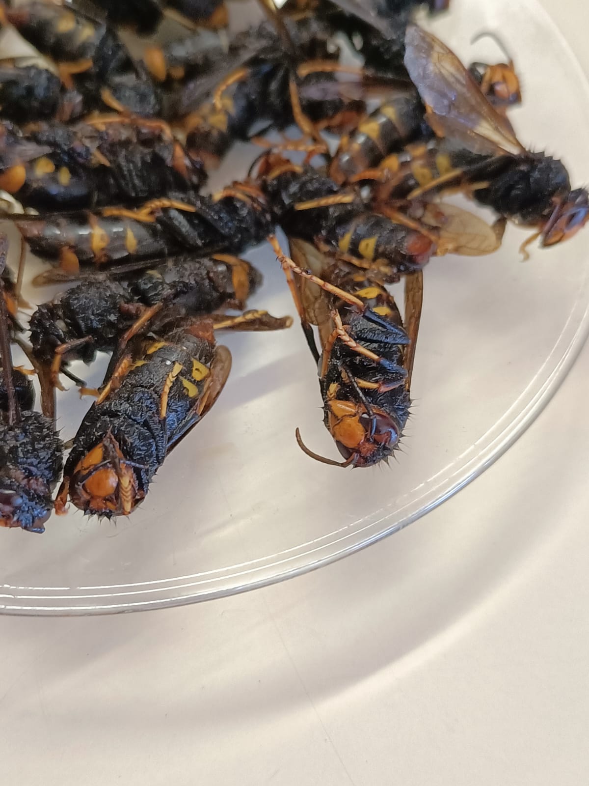 WhatsApp Image 2025-05-09 at 13.49.11