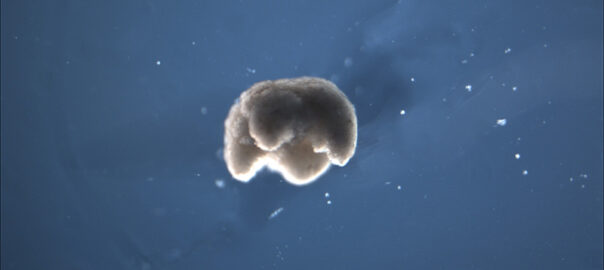 Institut Agustí Serra, Diari digital