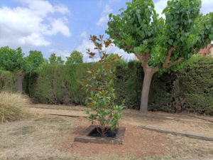 Iván, Agustí Serra i Fontanet, Sabadell