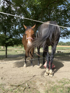 Colònies IFE curs 2021_2218