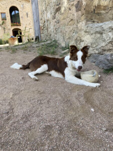 Colònies IFE curs 2021_2221