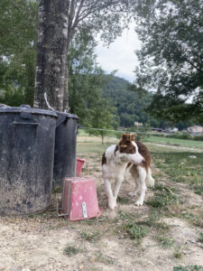 Colònies IFE curs 2021_2269