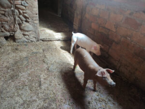 COLÒNIES_1r ESO_2023