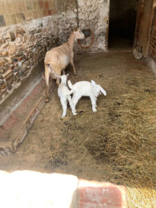 COLÒNIES_1r ESO_2023