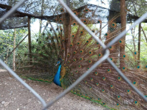 COLÒNIES_1r ESO_2023