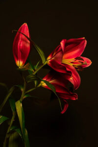 projecte Contacontes ara es diu Conta'm Ràdio Agustí Serra i Fontanet, Sabadell