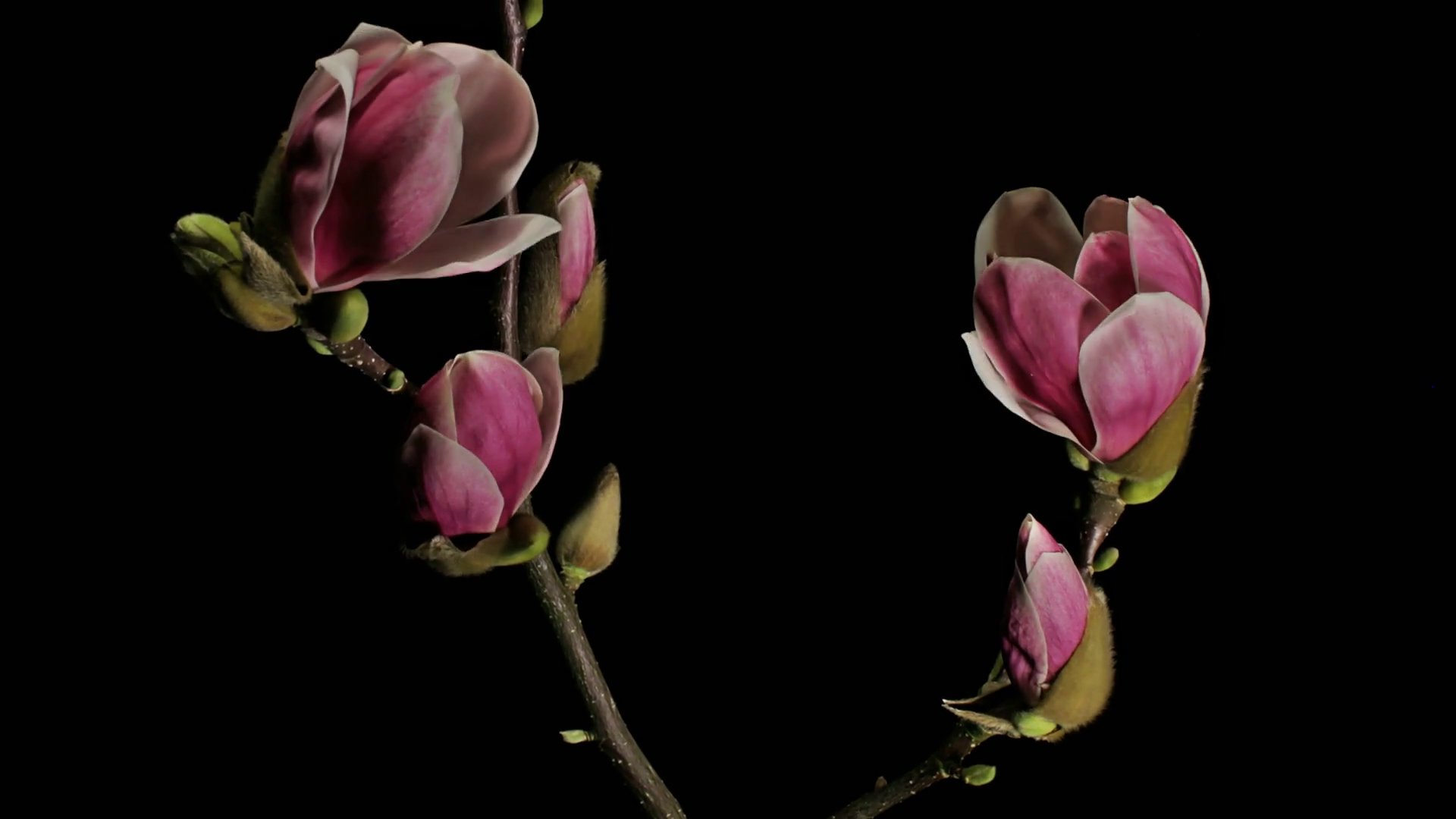 in memoriam LLUÍS VEGA