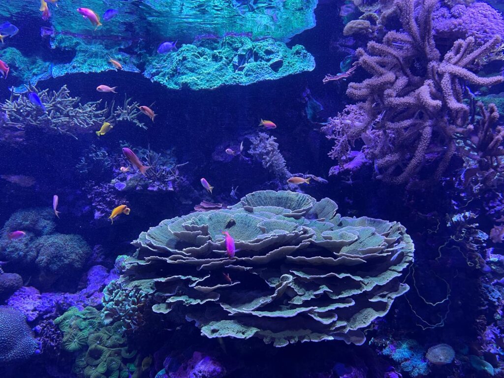 Sortida_Oceanogràfic