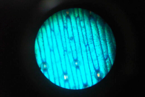 imatge_microscopi
