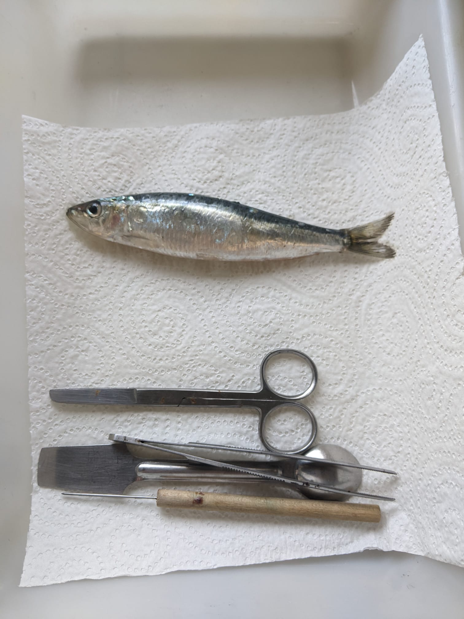 Foto de Lourdes Costa Quera