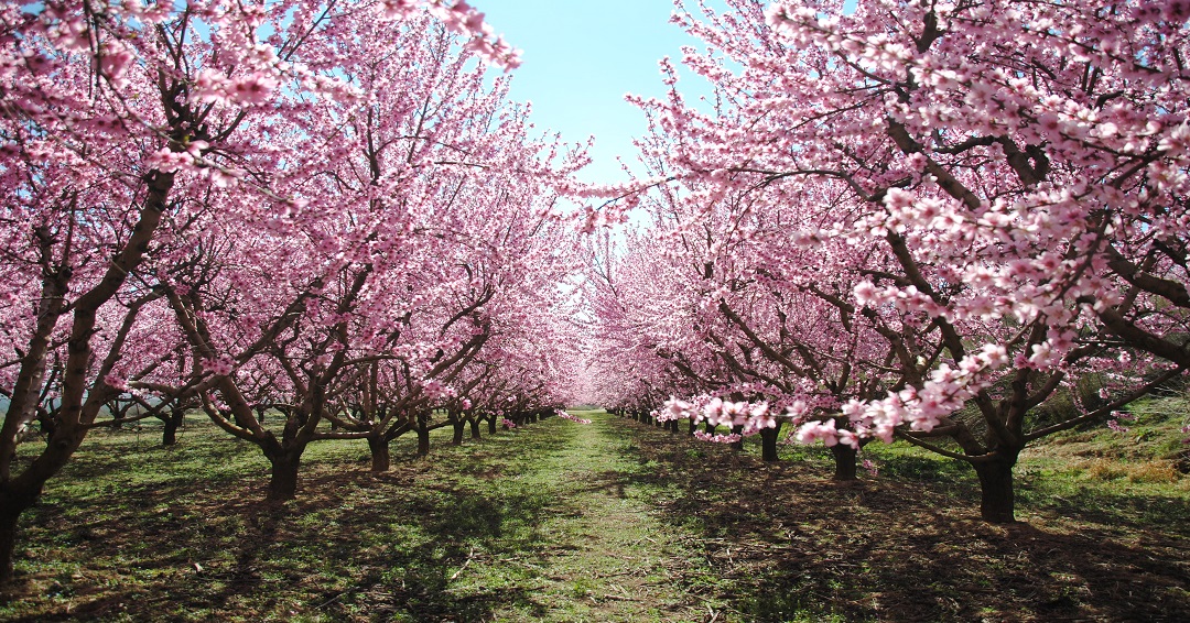 Passadís d'un camp amb dos fileres de cirerers en flor