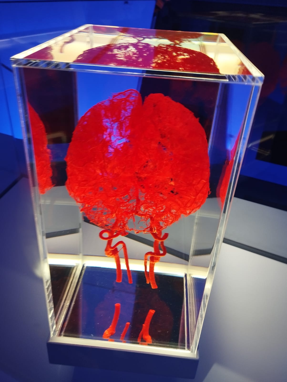 PHOTO-2024-10-25-09-53-48_1