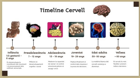Time line cervell