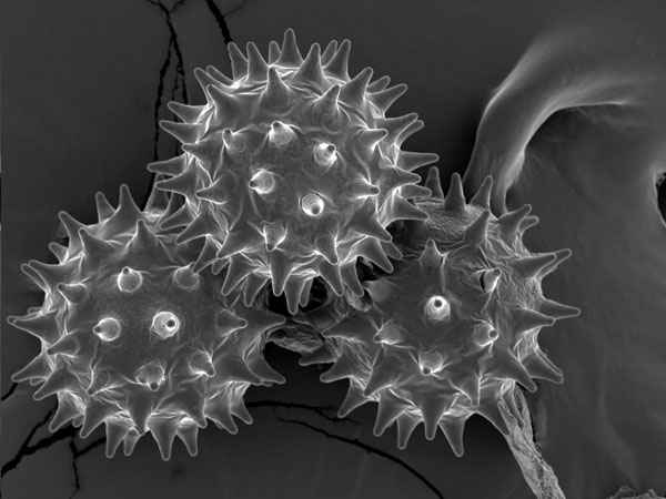 amapola microscopi de rastreig blanc i negre