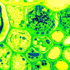microscopi transmissi¢ green fire blue