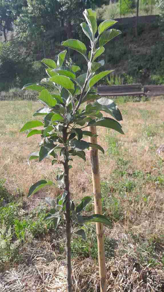 10_Pomera calvilla blanca hivern_