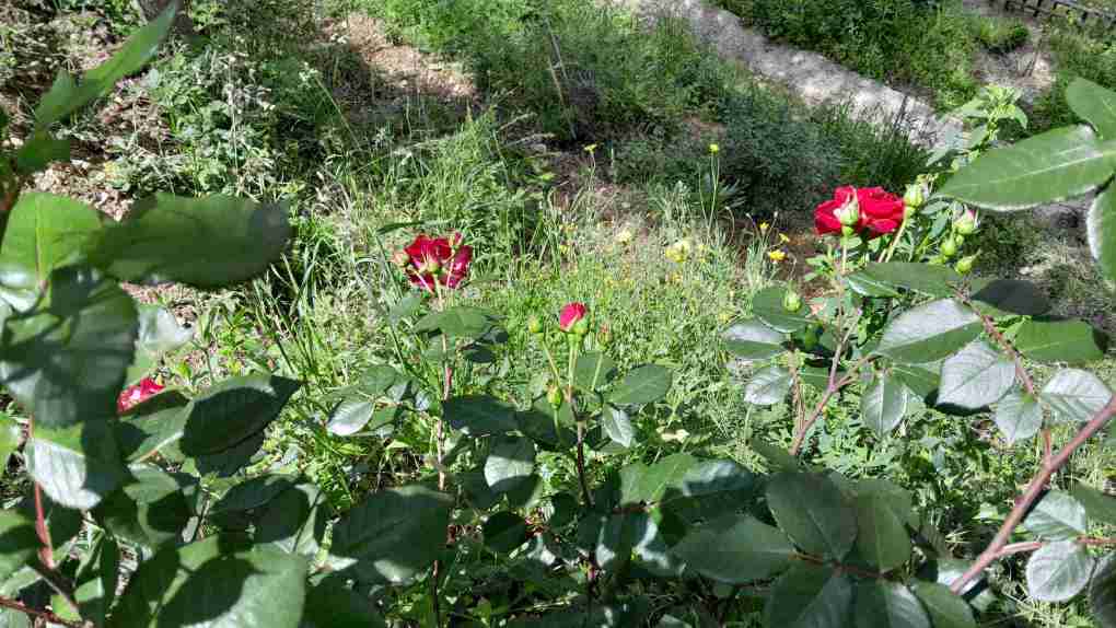 10_Rosa_dalt_les_reixes