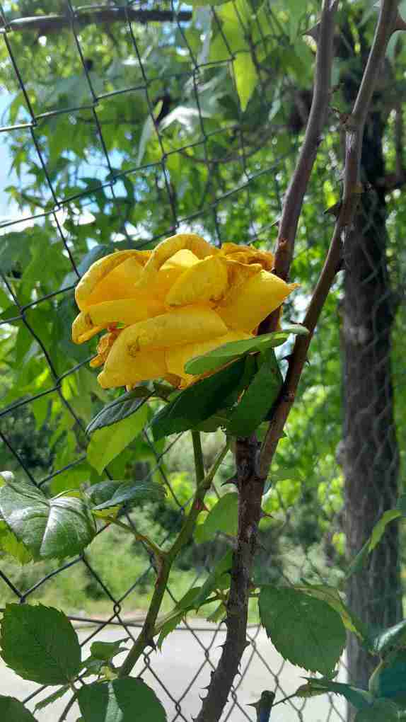 11_RosaTrepadora_a_les_reixes_