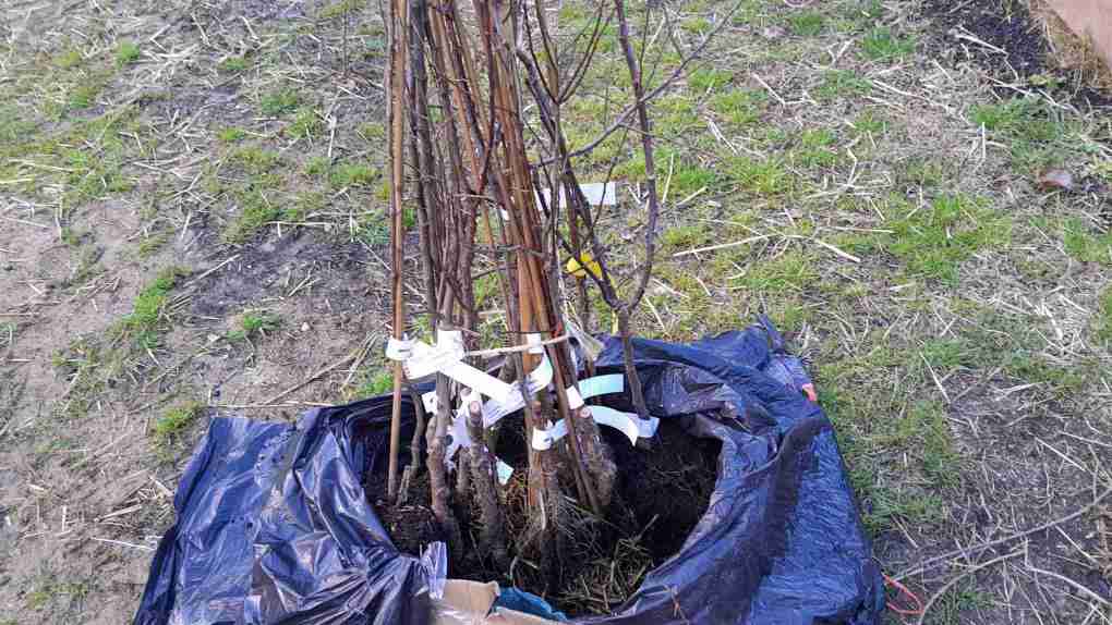 1_arriben_els_fruiters