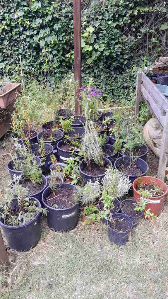 2_arriben_els_arbustos