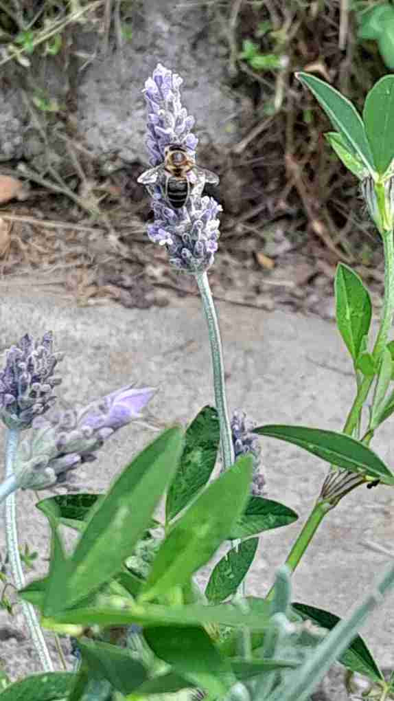 3_Espigol_amb_abella