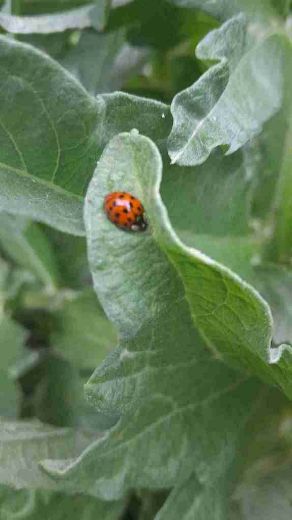 3_Fauna_auxiliar_Marieta_a_lhort