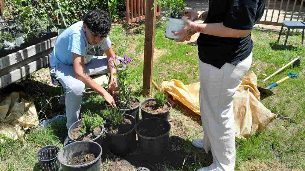 3_els_transplantem_i_etiquetem