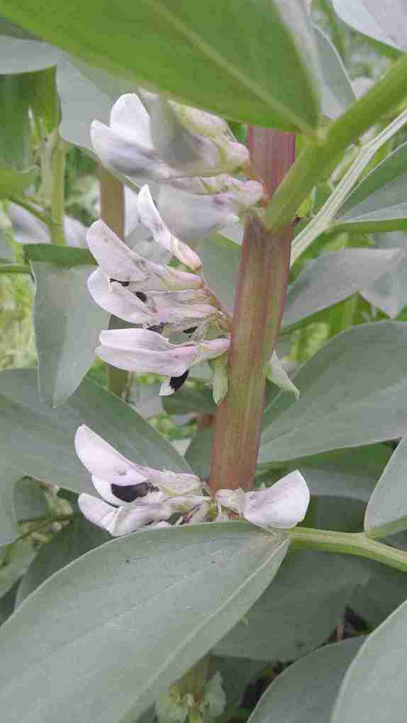 4_Faves_lleguminoses