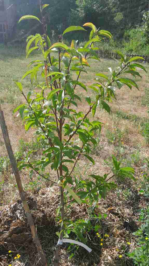 4_Presseguer resclos