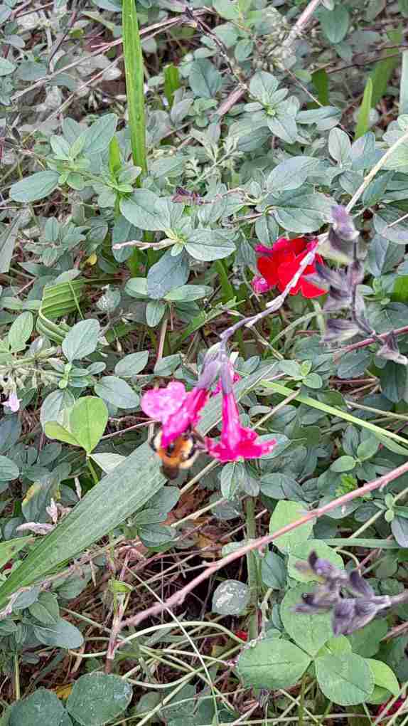 4_salviavermella_amb_borinot