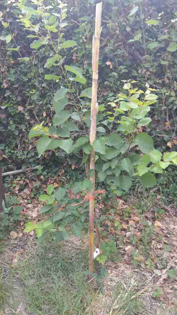 6_Albercoquer Mirlo blanc