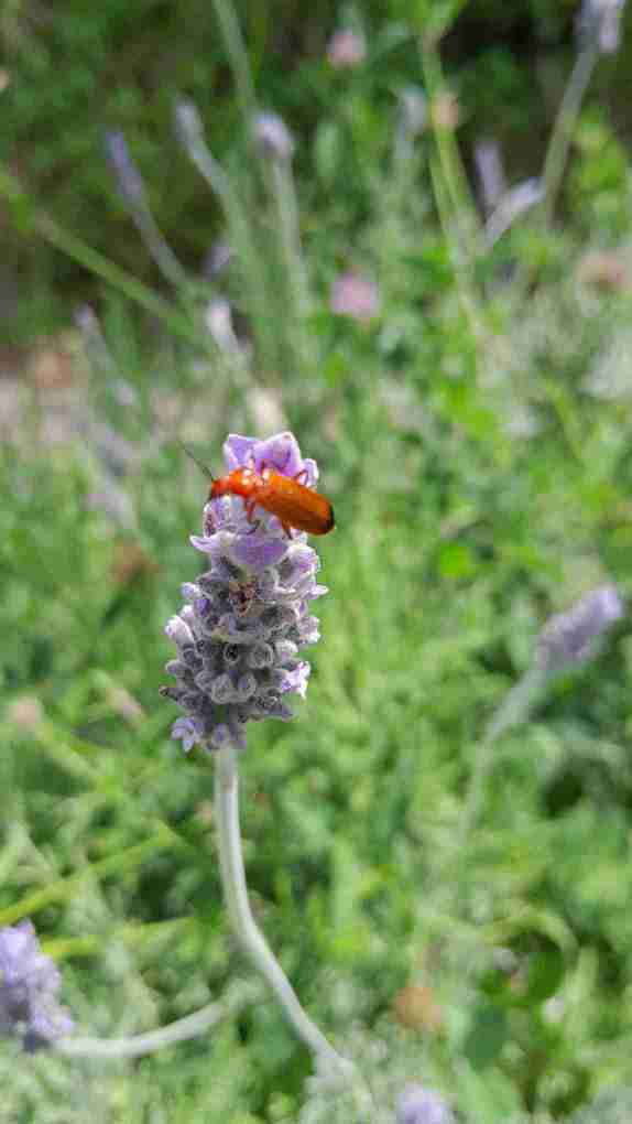 6_EscarabatTou_sobre_espigol