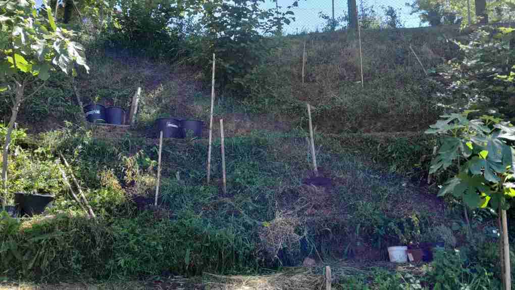 6_transplantem_al_pendent