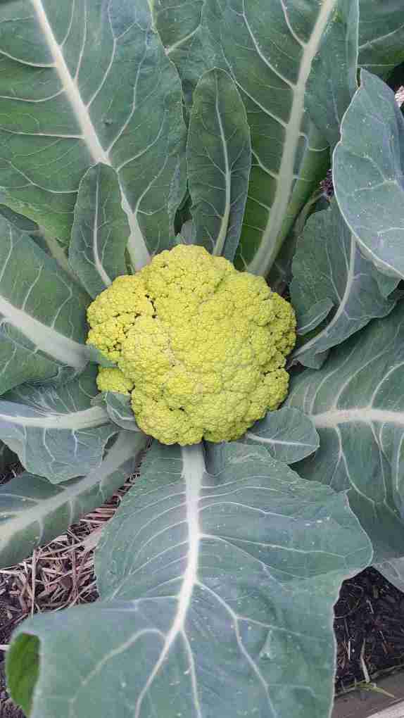 7_Collita_coliflorverda