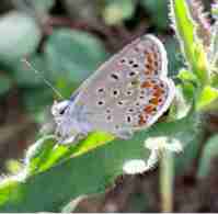 7_Papallona_Blaveta_comuna