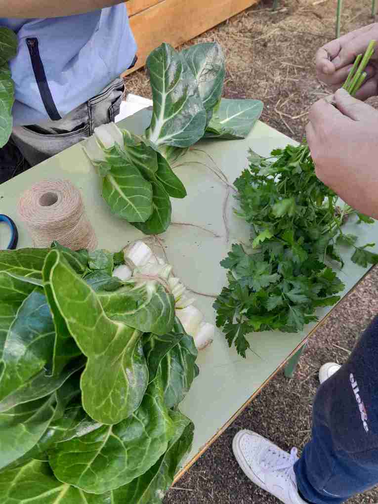 8_Collita_fent_manats