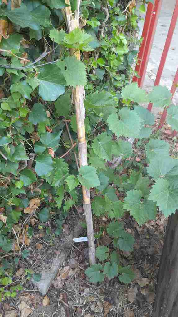 Parra Blanc de cal savalls