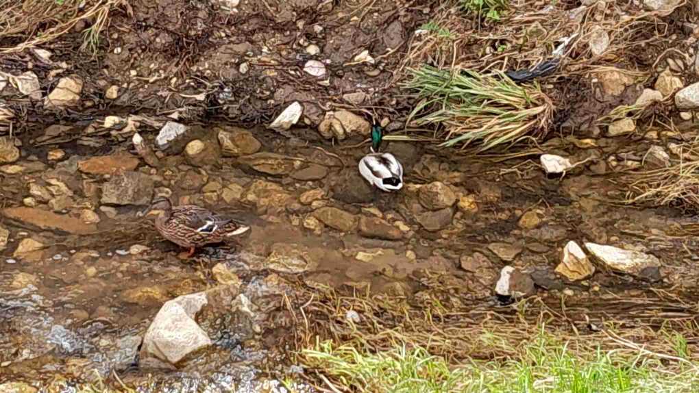 Rissec_AnecsCollverd