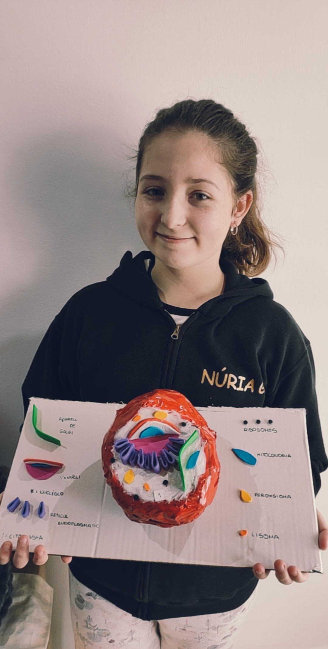 MAQUETA CÈL·LULA EUCARIOTA ANIMAL NÚRIA GARCIA 1A (2)