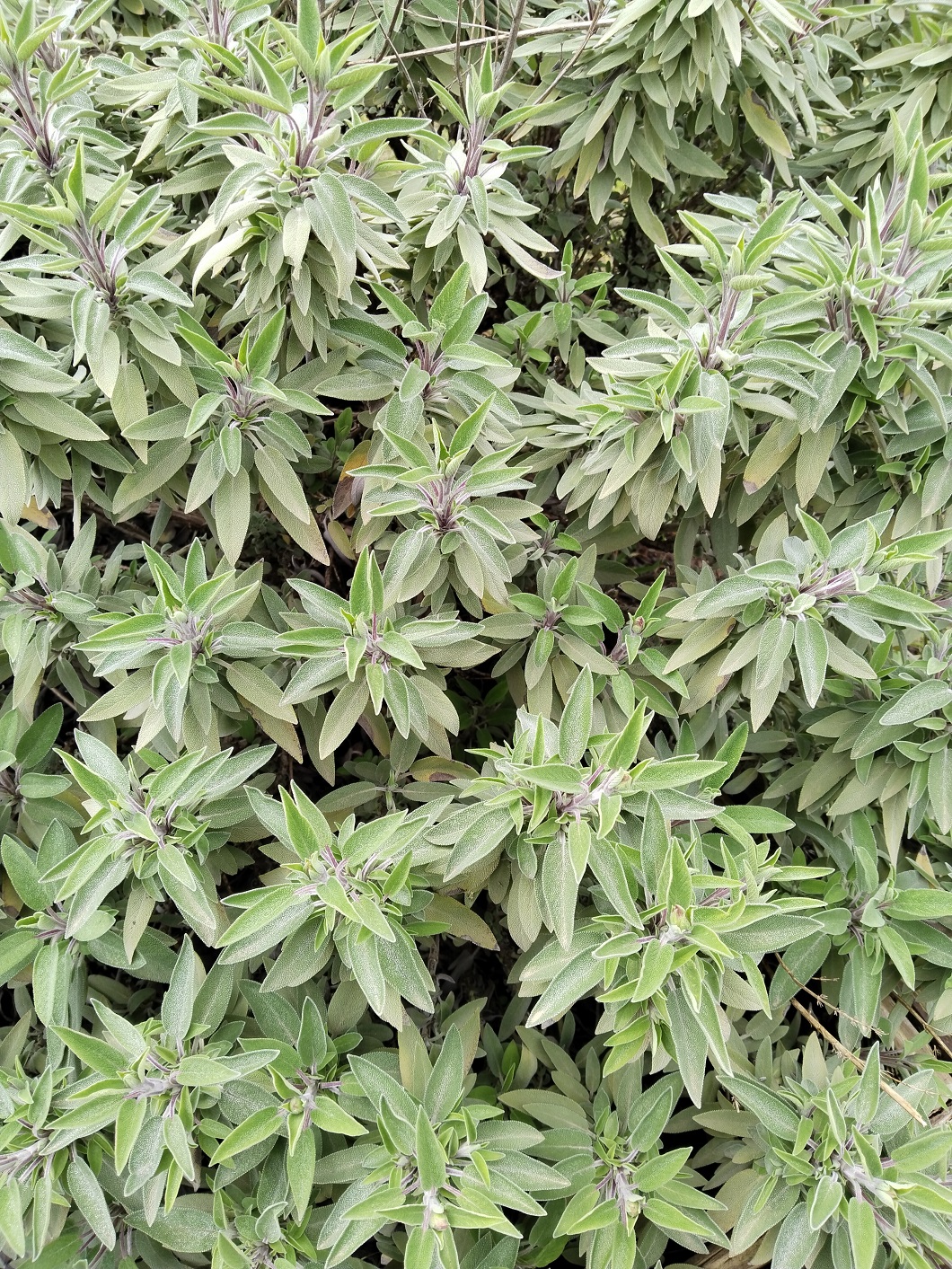 IMG_20250325_104920 (1)